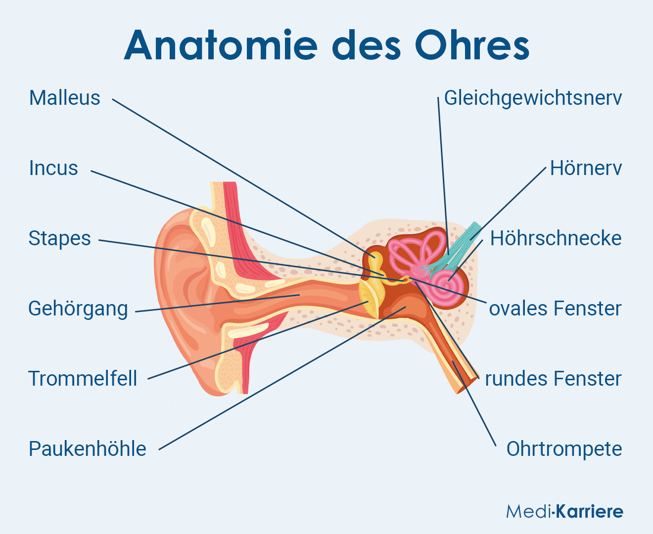 Ohr Anatomie